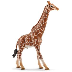 Giraffa