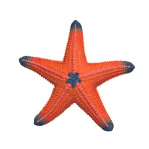 Stella marina
